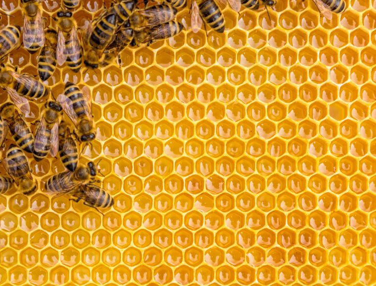 Close up view of the working bees on honey cells.