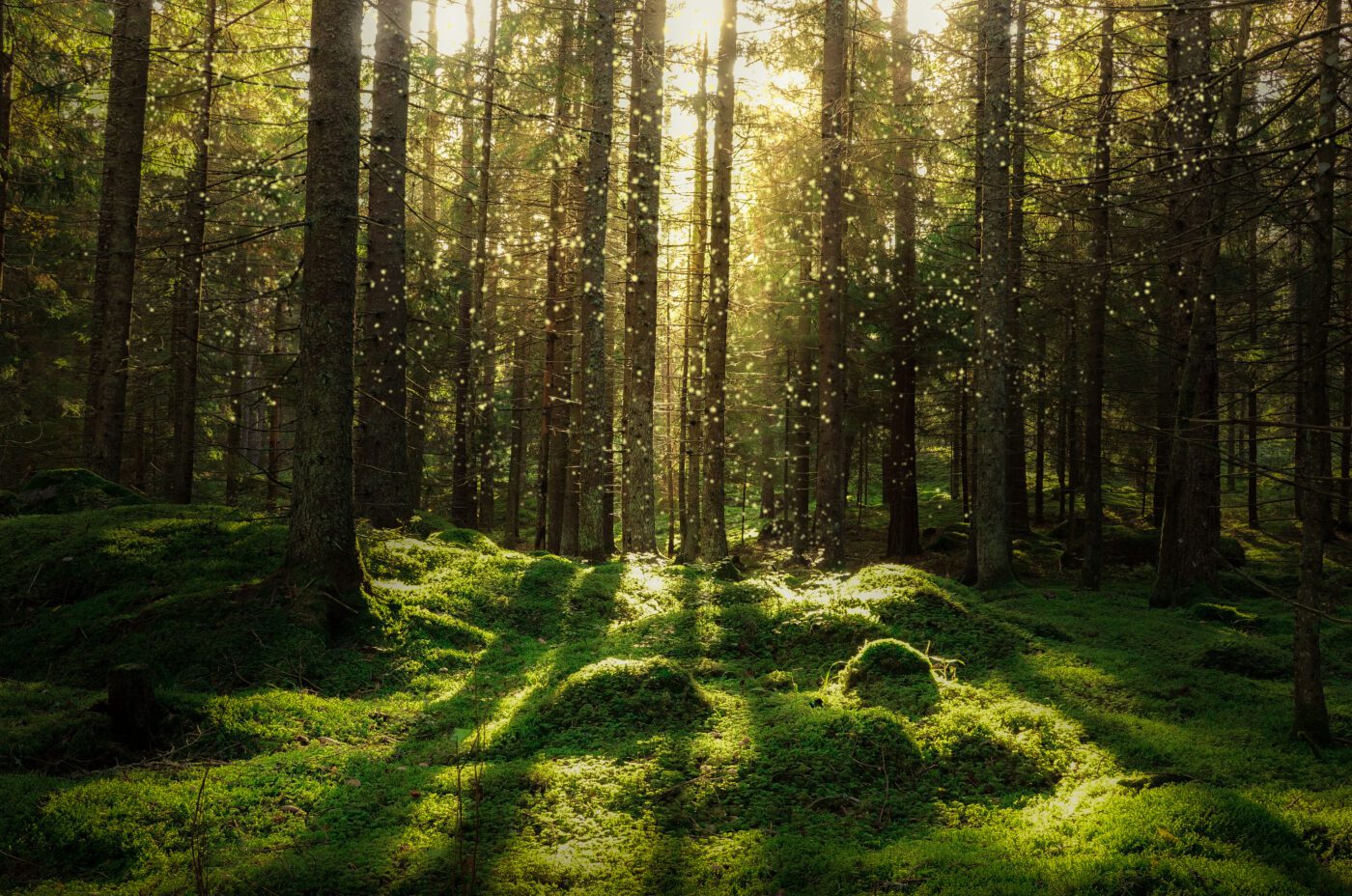 Sunlight filters through tall, dense trees in a lush green forest at Kew Fete, casting long shadows on the mossy ground while tiny particles or insects float in the golden light.