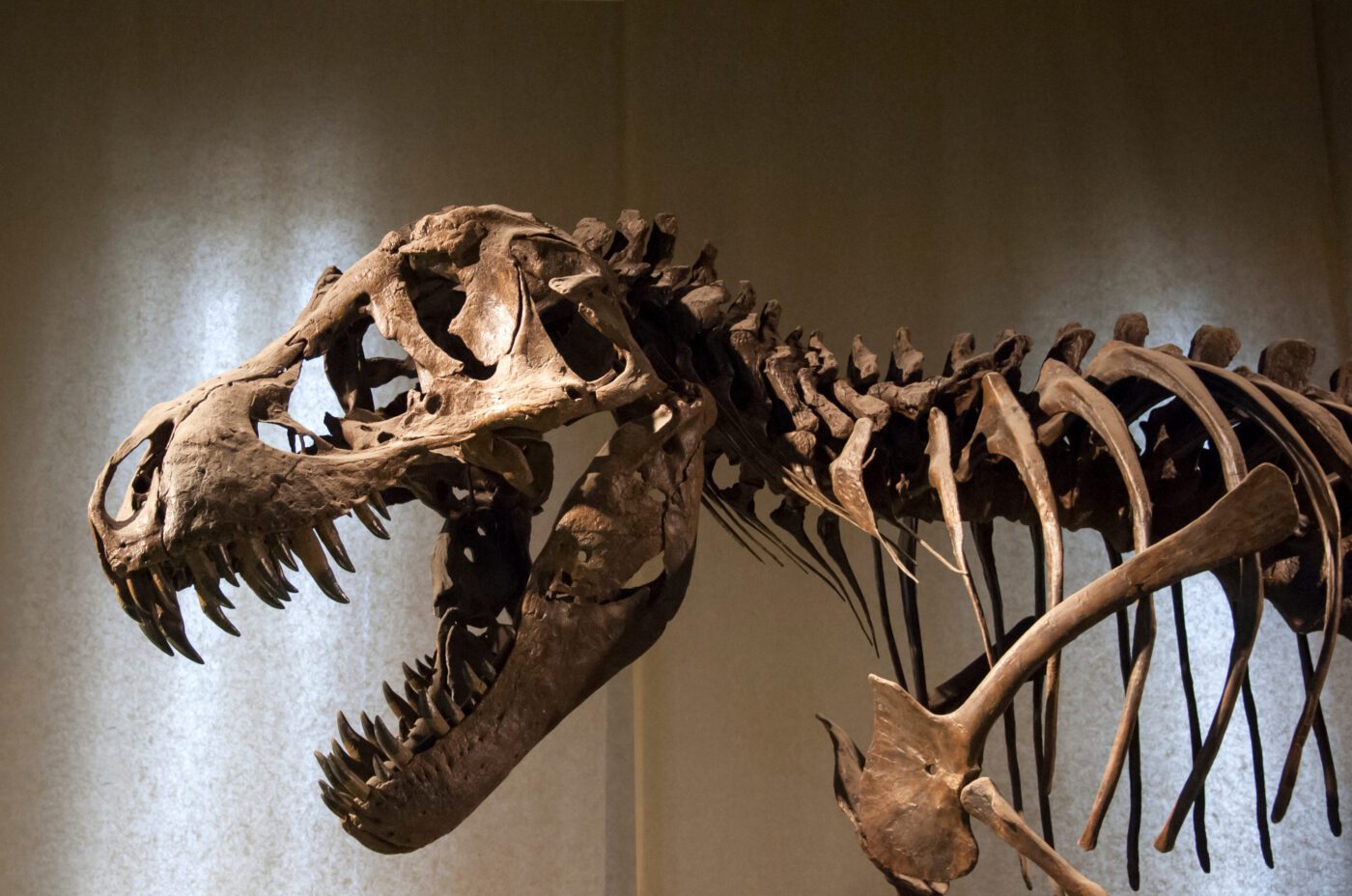 A close-up view of a Tyrannosaurus rex skeleton on display at the highland show, highlighting its large skull, open jaws with sharp teeth, and ribcage against a neutral background.